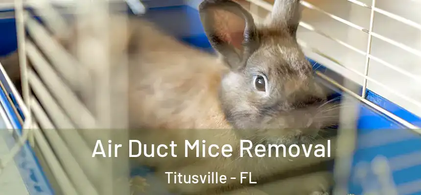 Air Duct Mice Removal Titusville - FL